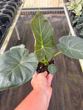 Regal Shield Alocasia