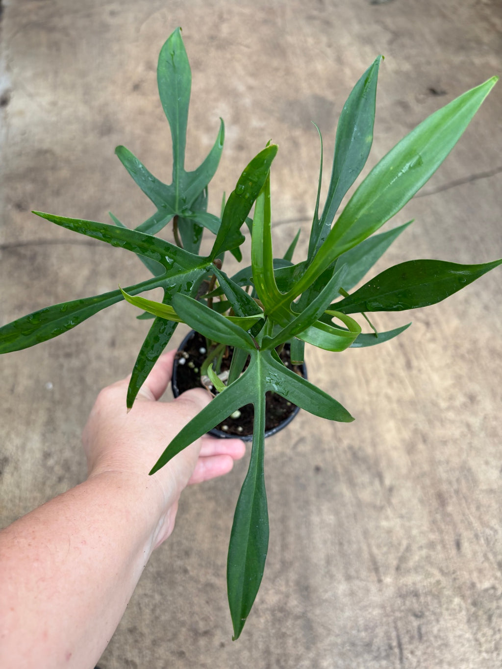 Philodendron Florida Beauty × Polypodioides