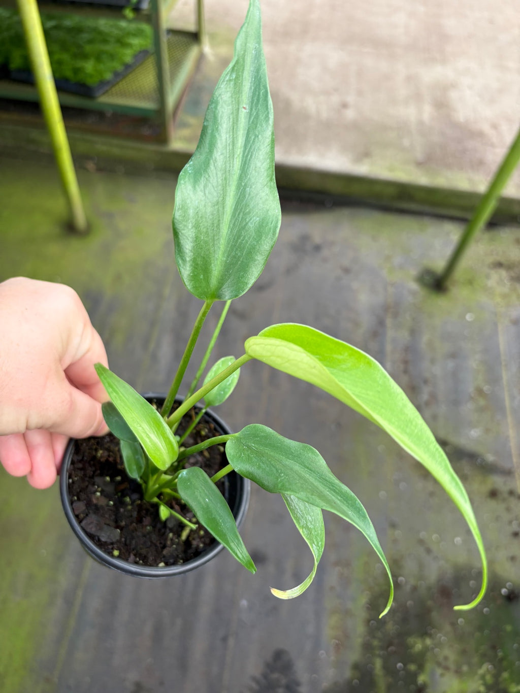 Monstera Burle Marx Flame