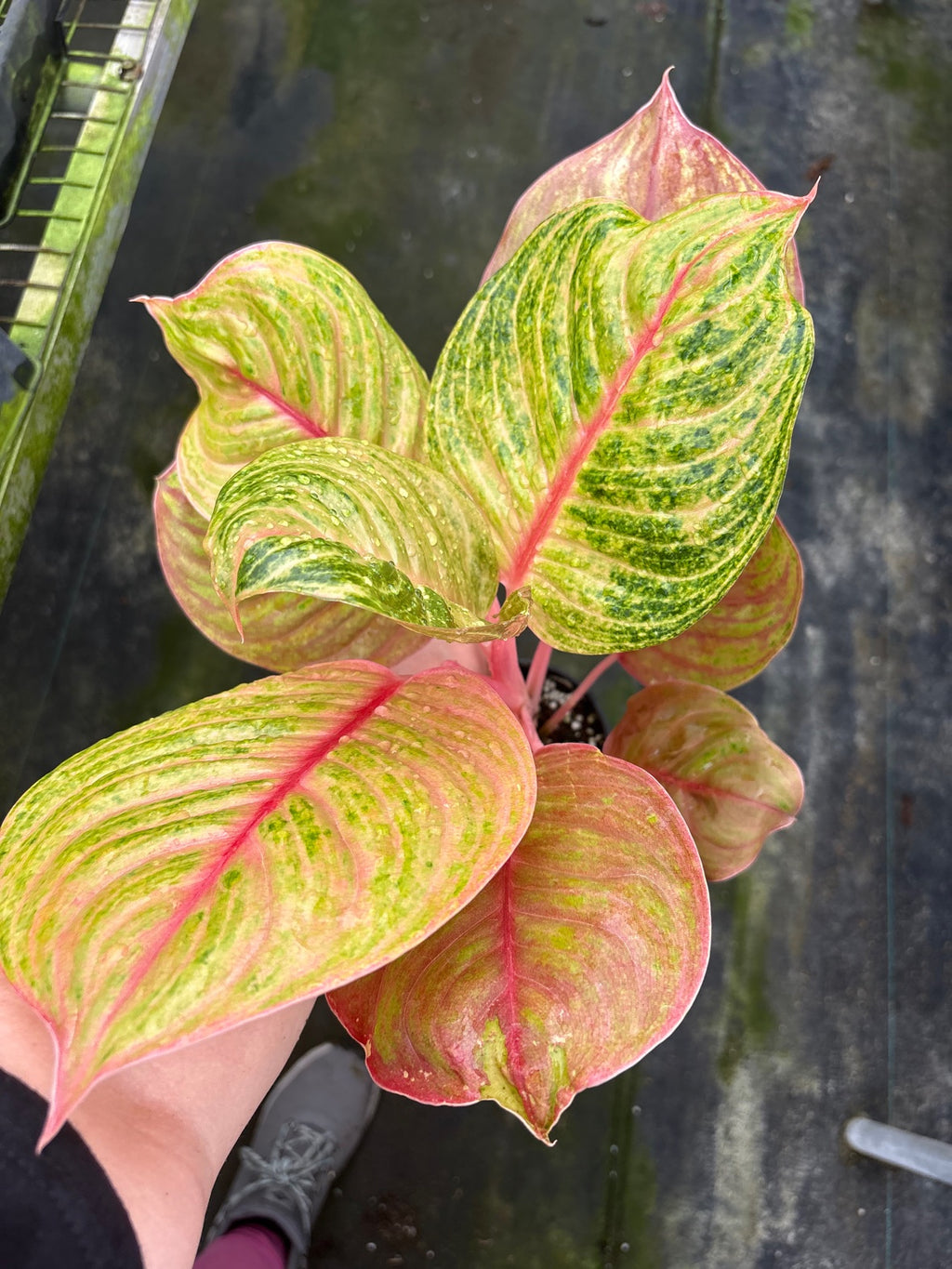 Aglaonema Jouli