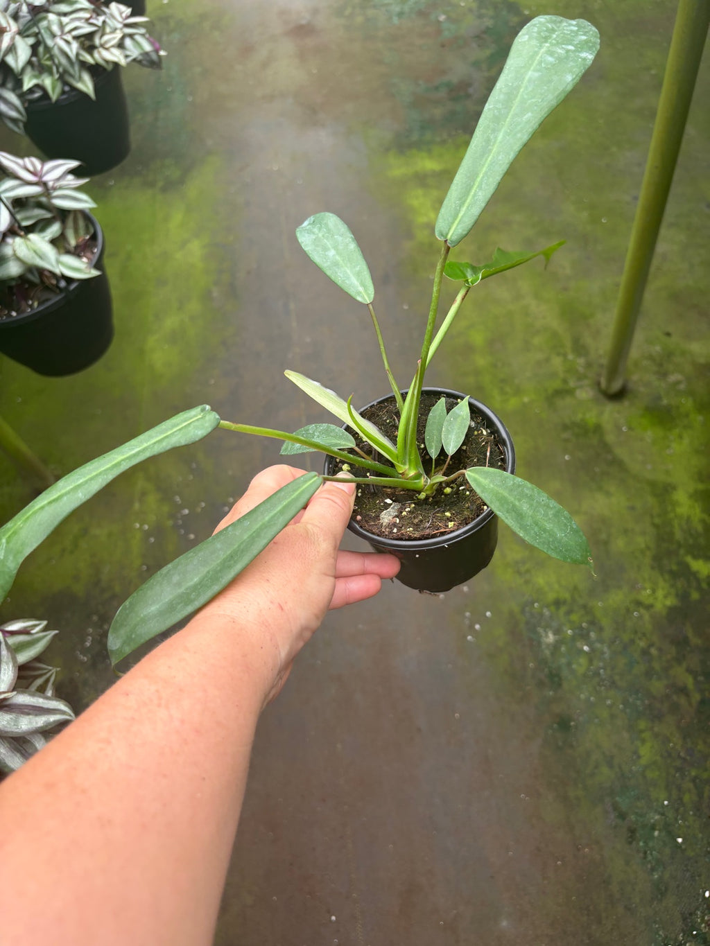 Philodendron Joepii