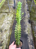 Euphorbia Trigona Variegated