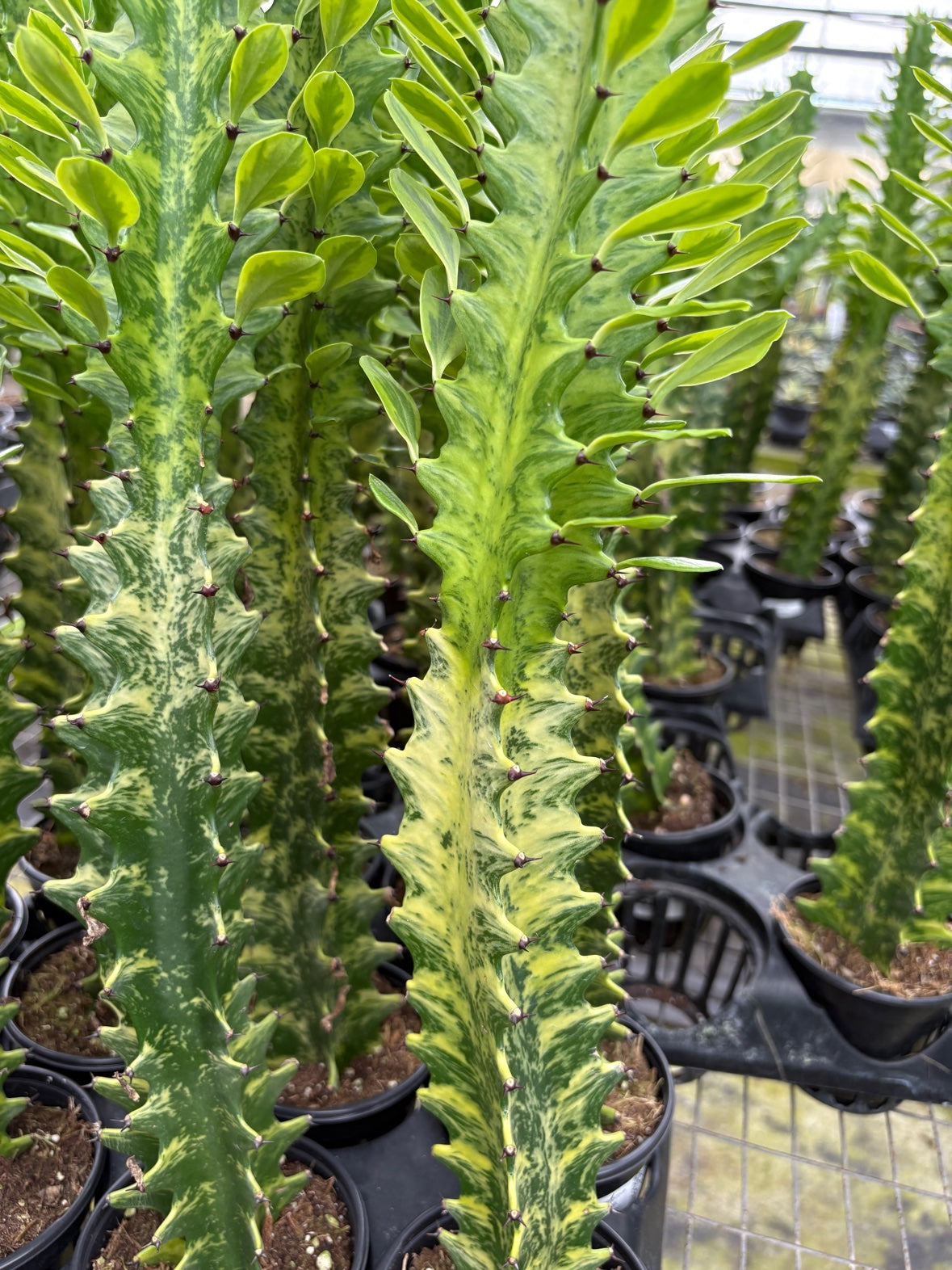 Euphorbia Trigona Variegated