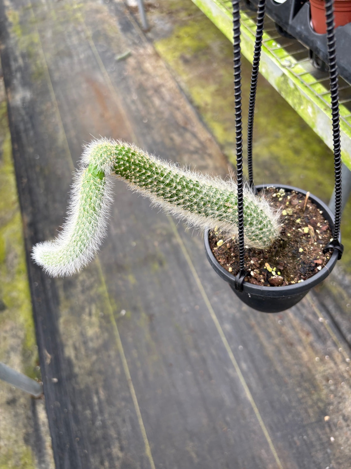Monkey Tail Cactus