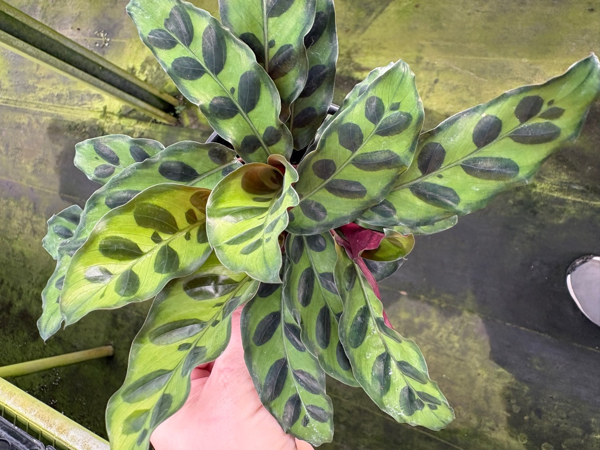 Rattlesnake Calathea aka Lancifolia