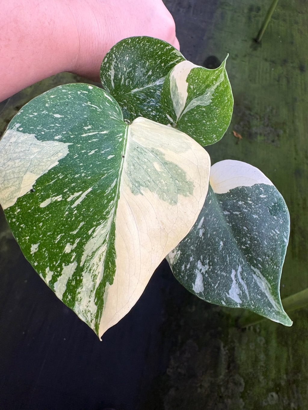 Monstera Thai Constellation