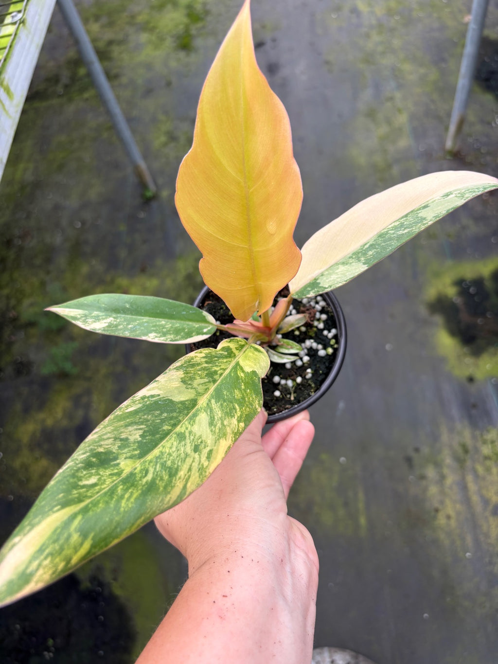 Caramel Marble Philodendron