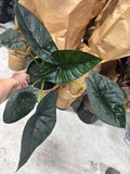Alocasia Dragon Wing (Dragon Scale crossed with Scalprum)