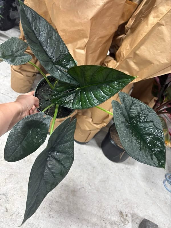 Alocasia Dragon Wing (Dragon Scale crossed with Scalprum)