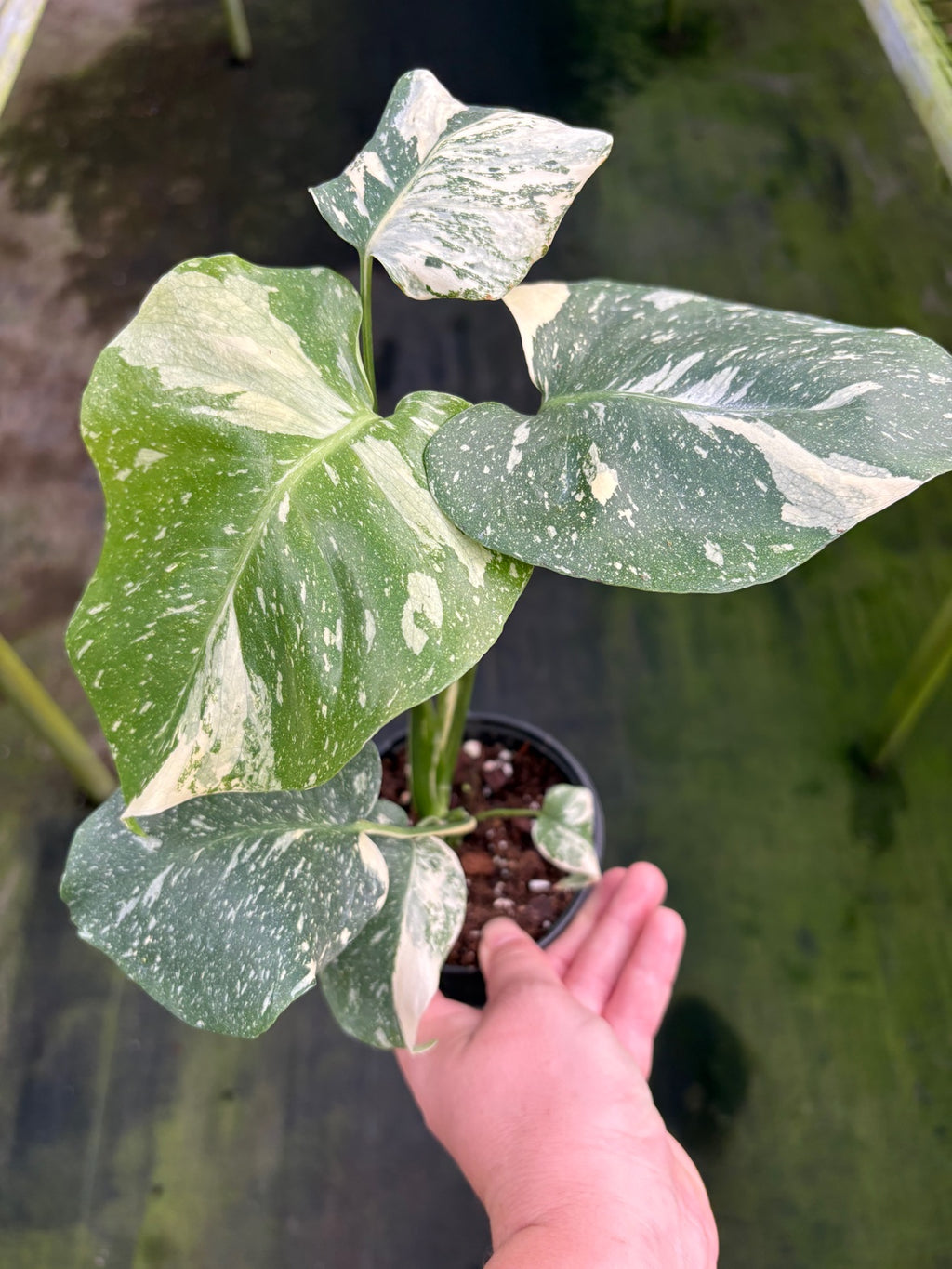 Monstera Thai Constellation