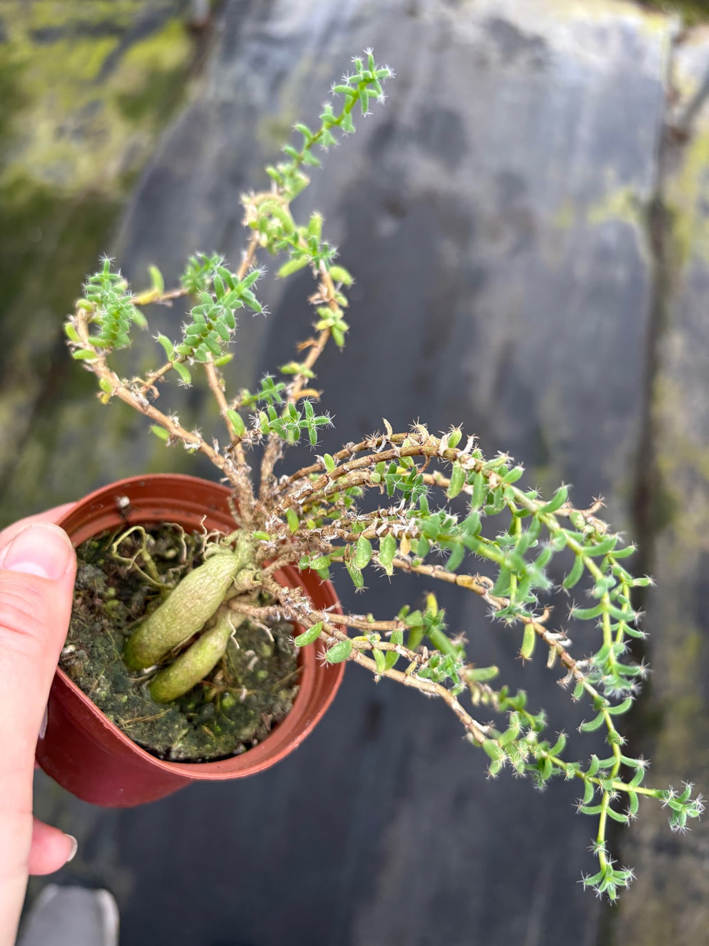 Trichodiadema Bulbosum Schwantes