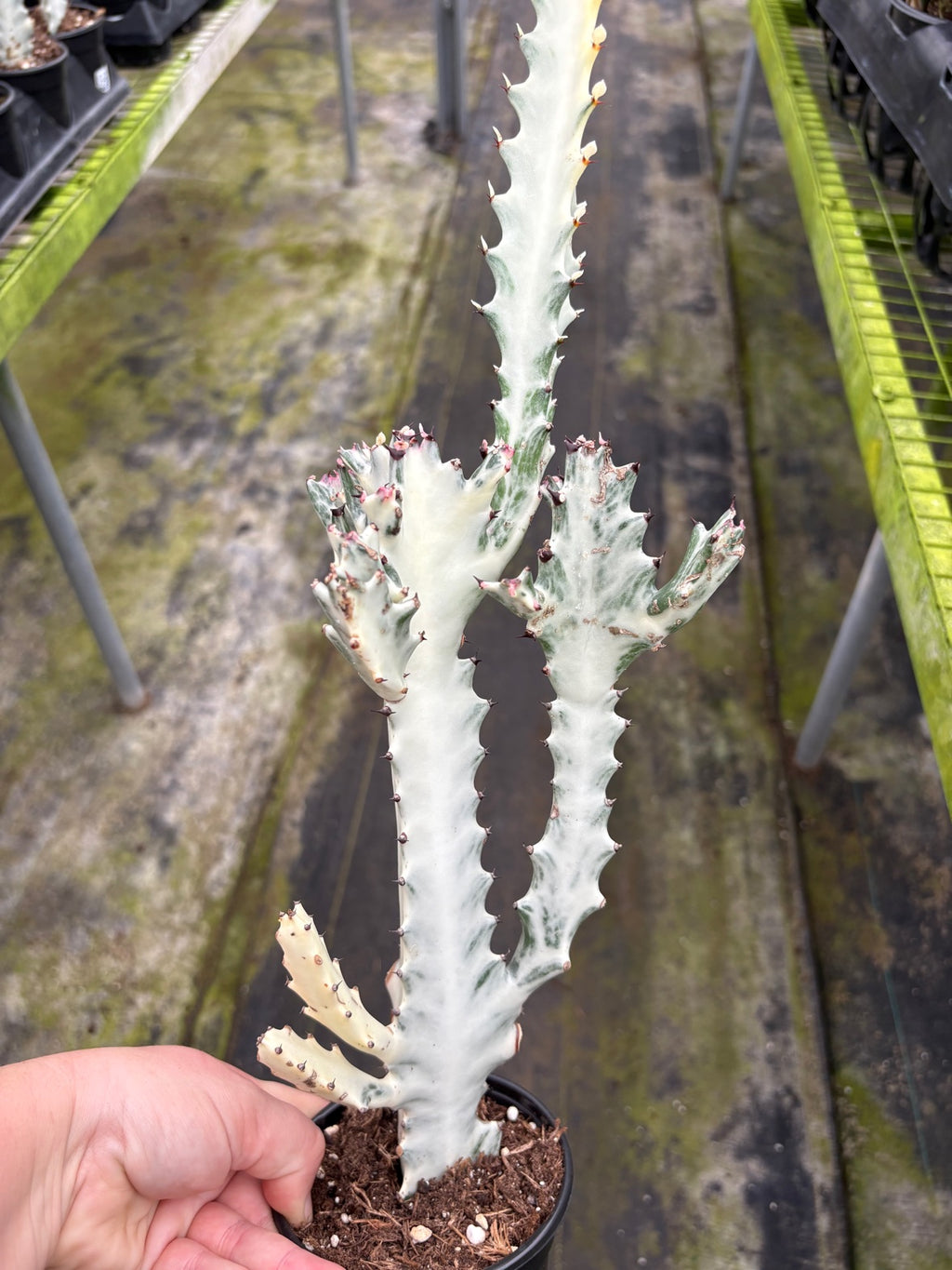 Dragon Bone Ghost Cactus