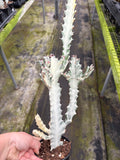 Dragon Bone Ghost Cactus