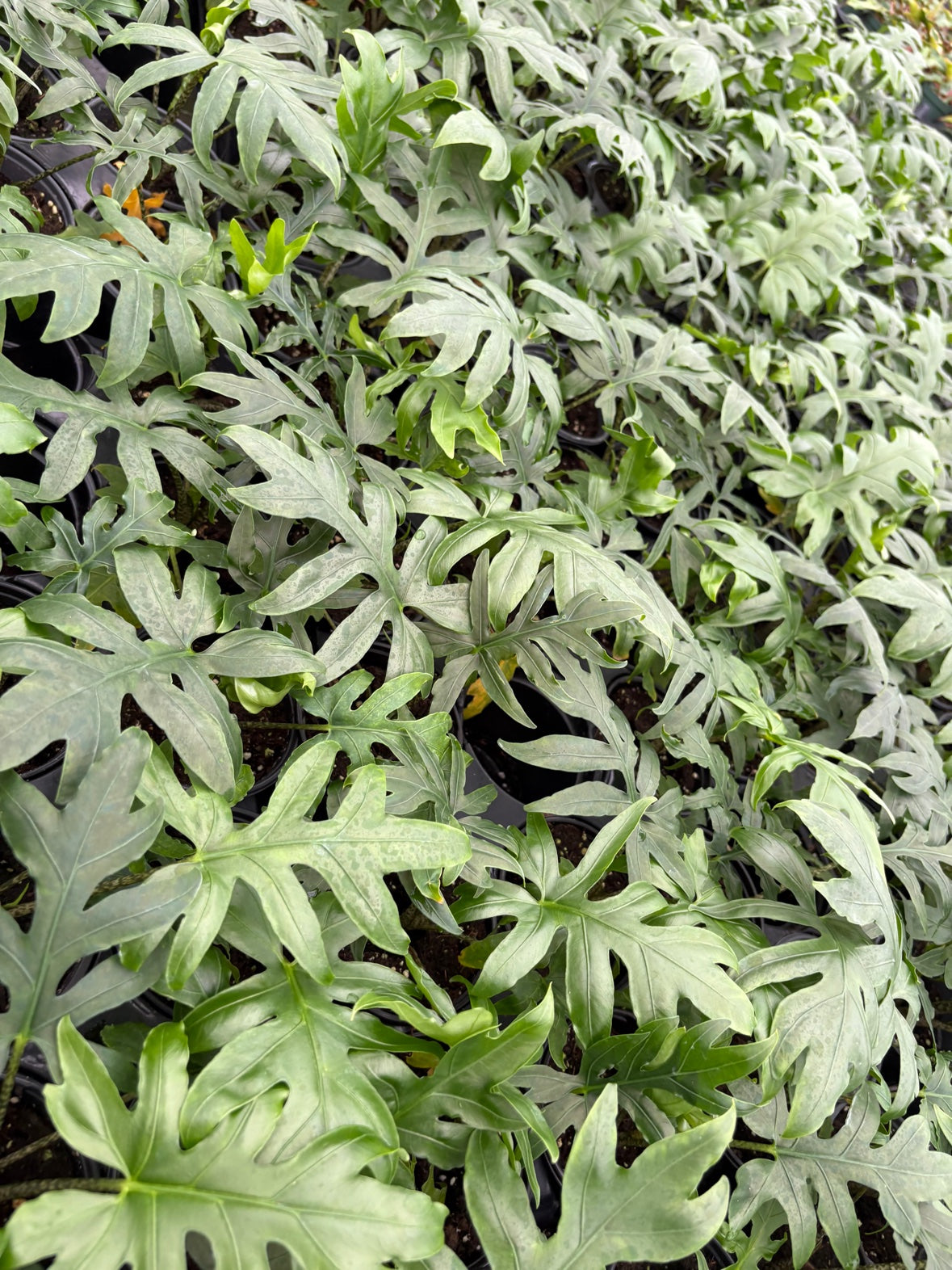 Alocasia Brancifolia