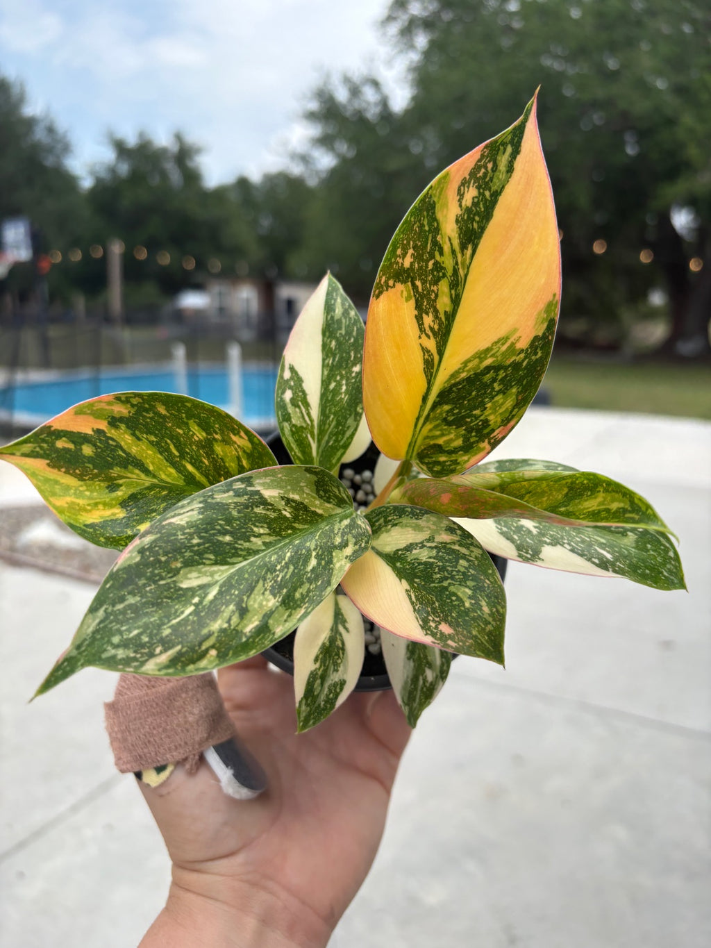 Philodendron Congo Nuclear