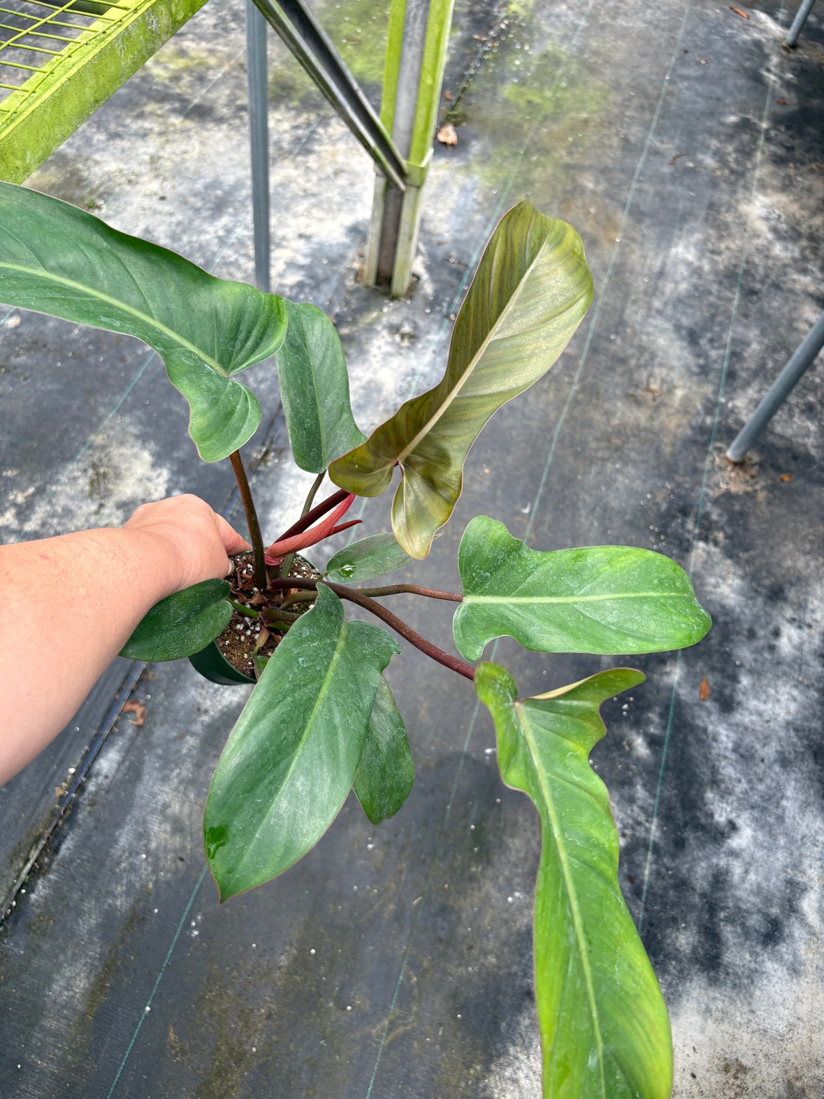 Florida Bronze Philodendron