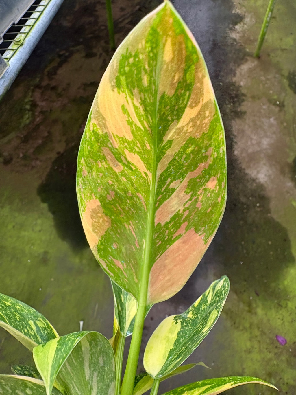 Philodendron Congo Nuclear