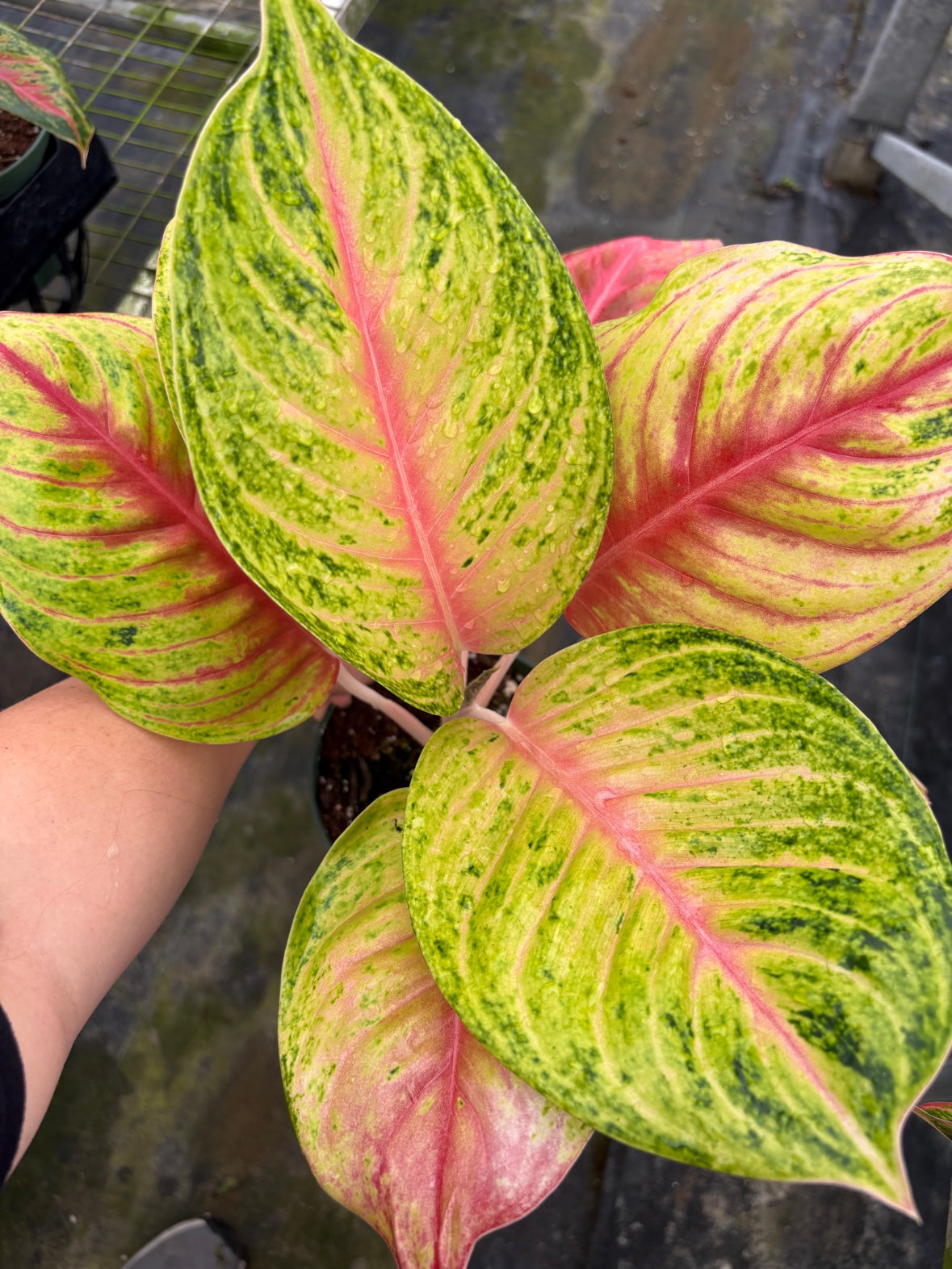 Aglaonema Full House