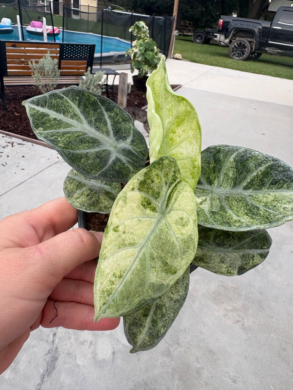 Ninja Tricolor Alocasia