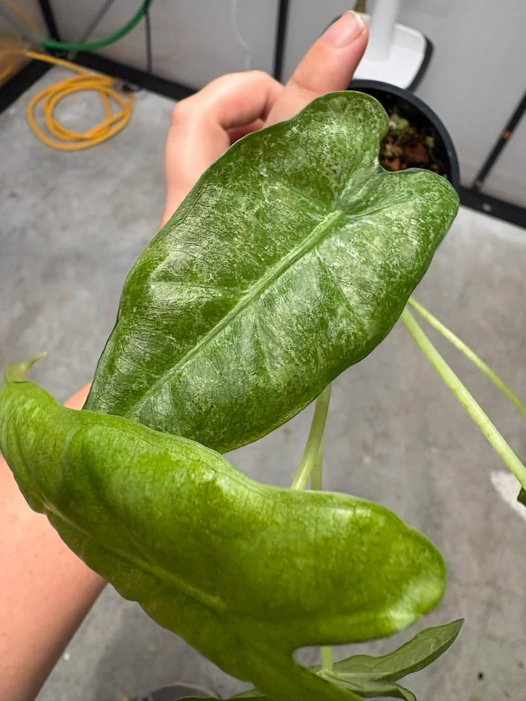 Alocasia Mint Lava Mosaic Frydek
