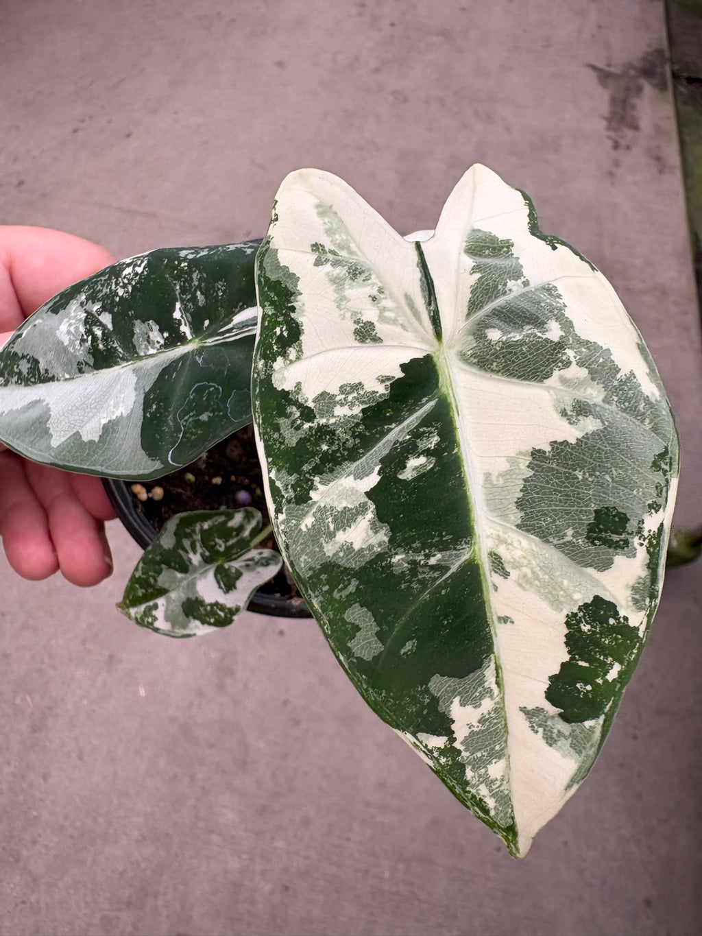 Variegated Alocasia Frydek