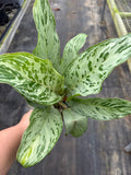 Aglaonema Donatello
