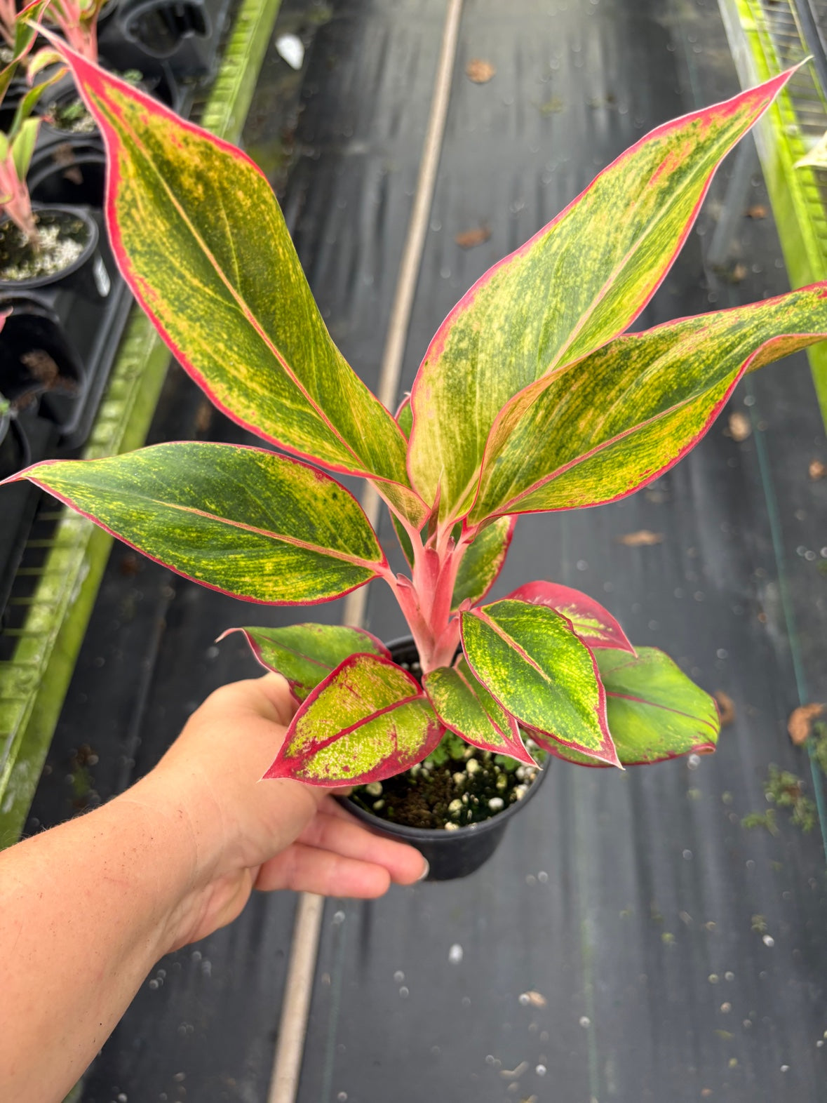 Aurora Siam Aglaonema
