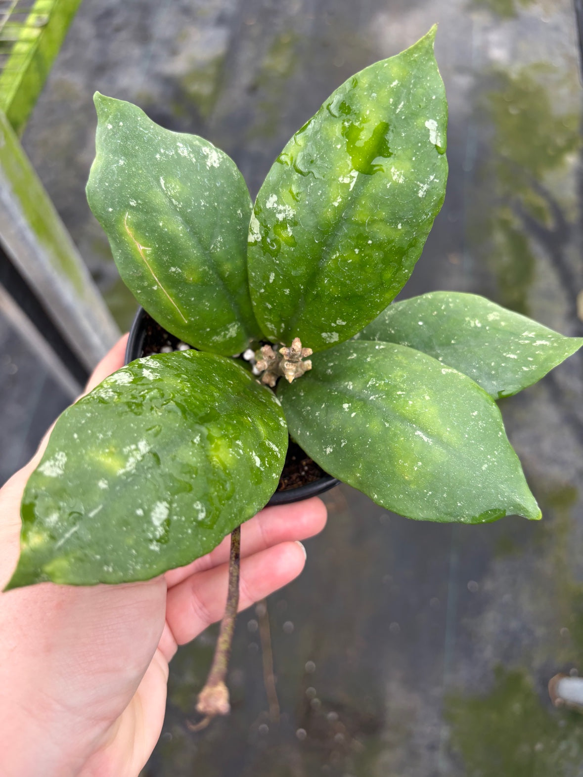 Hoya Mitrata Splash