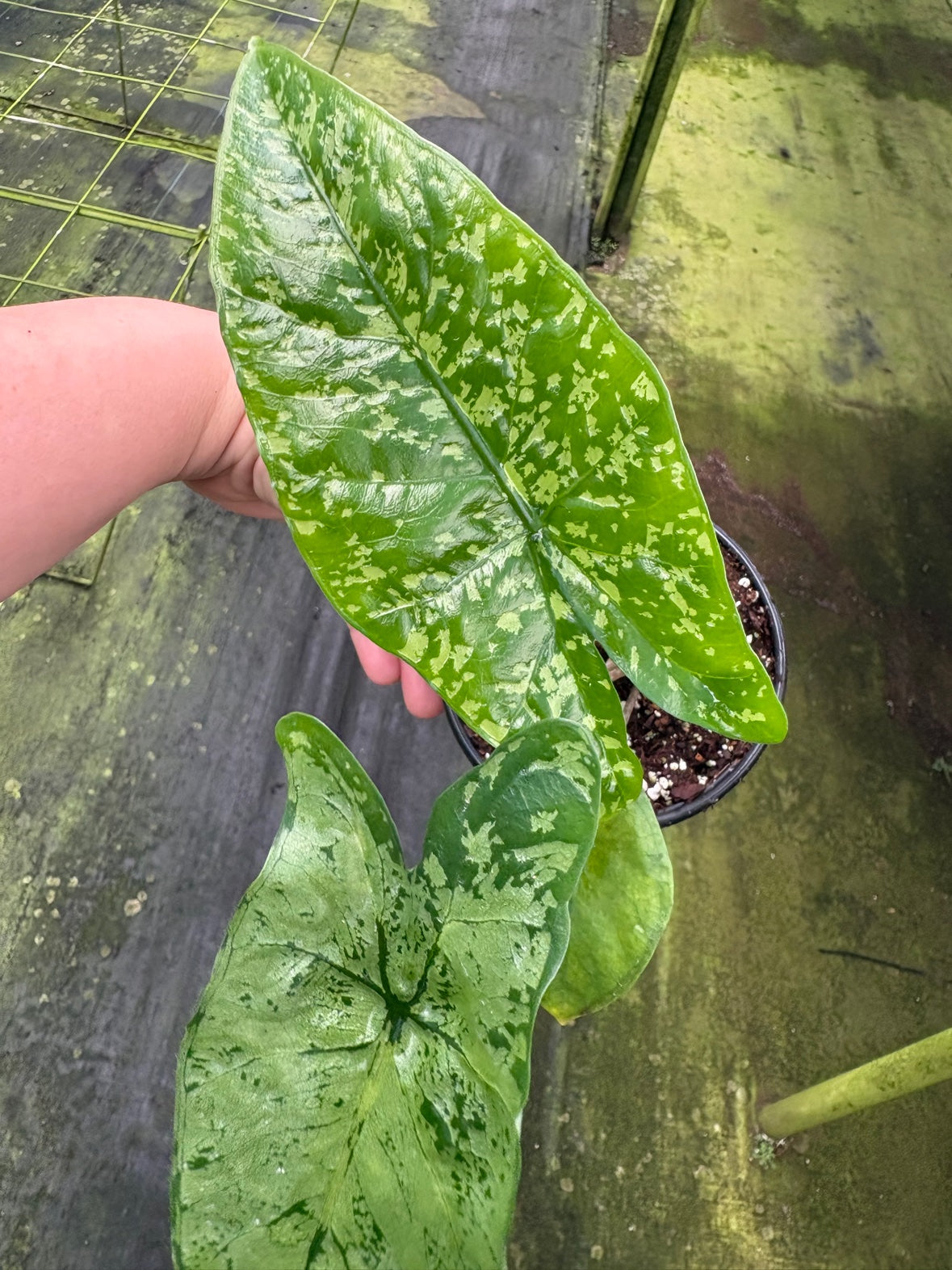 Alocasia Shattered Glass
