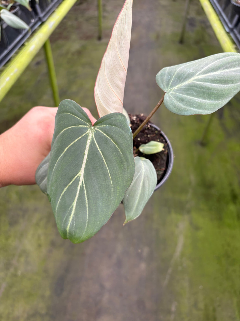 Philodendron Gloriosum