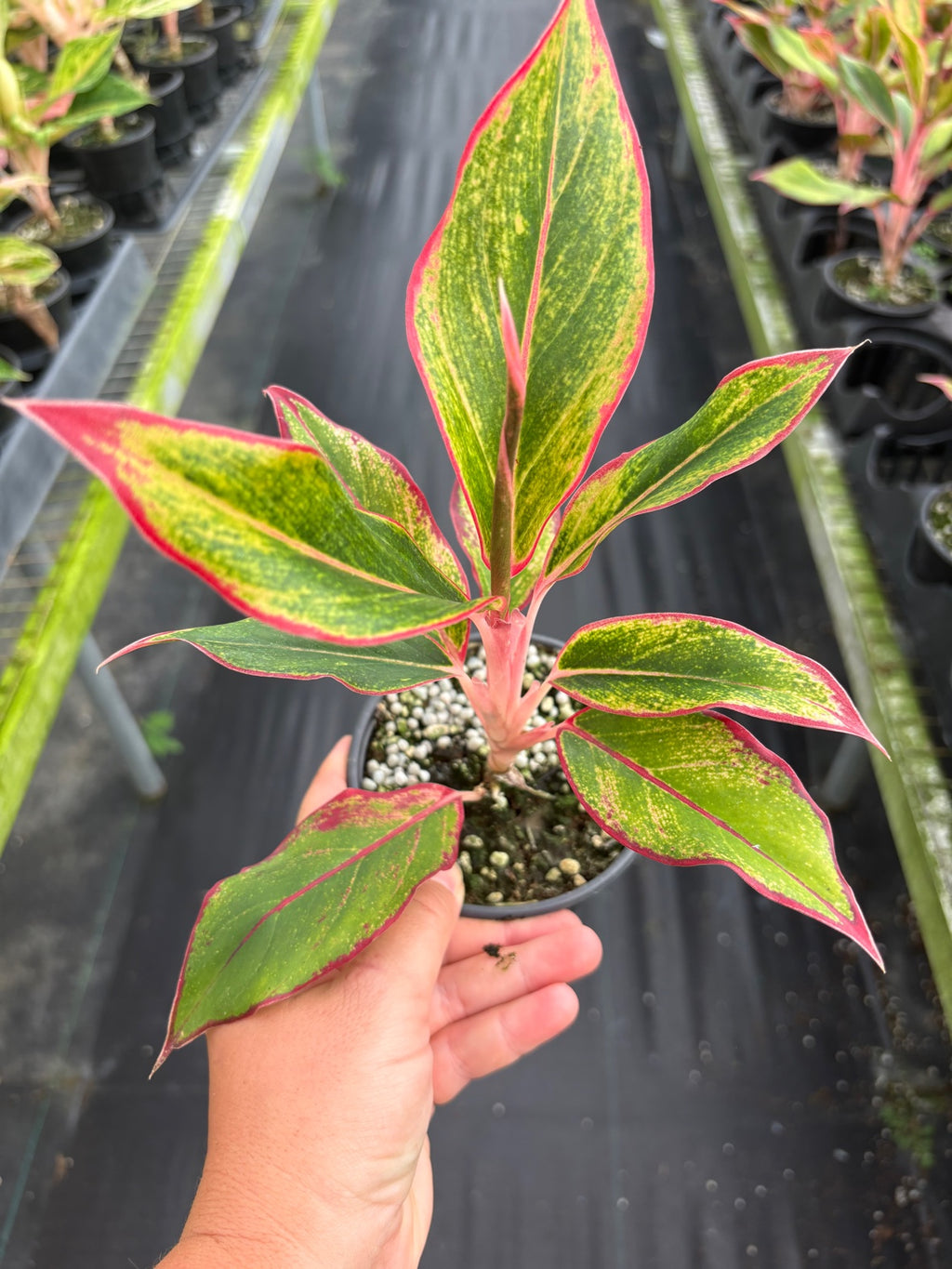 Aurora Siam Aglaonema