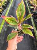 Aurora Siam Aglaonema