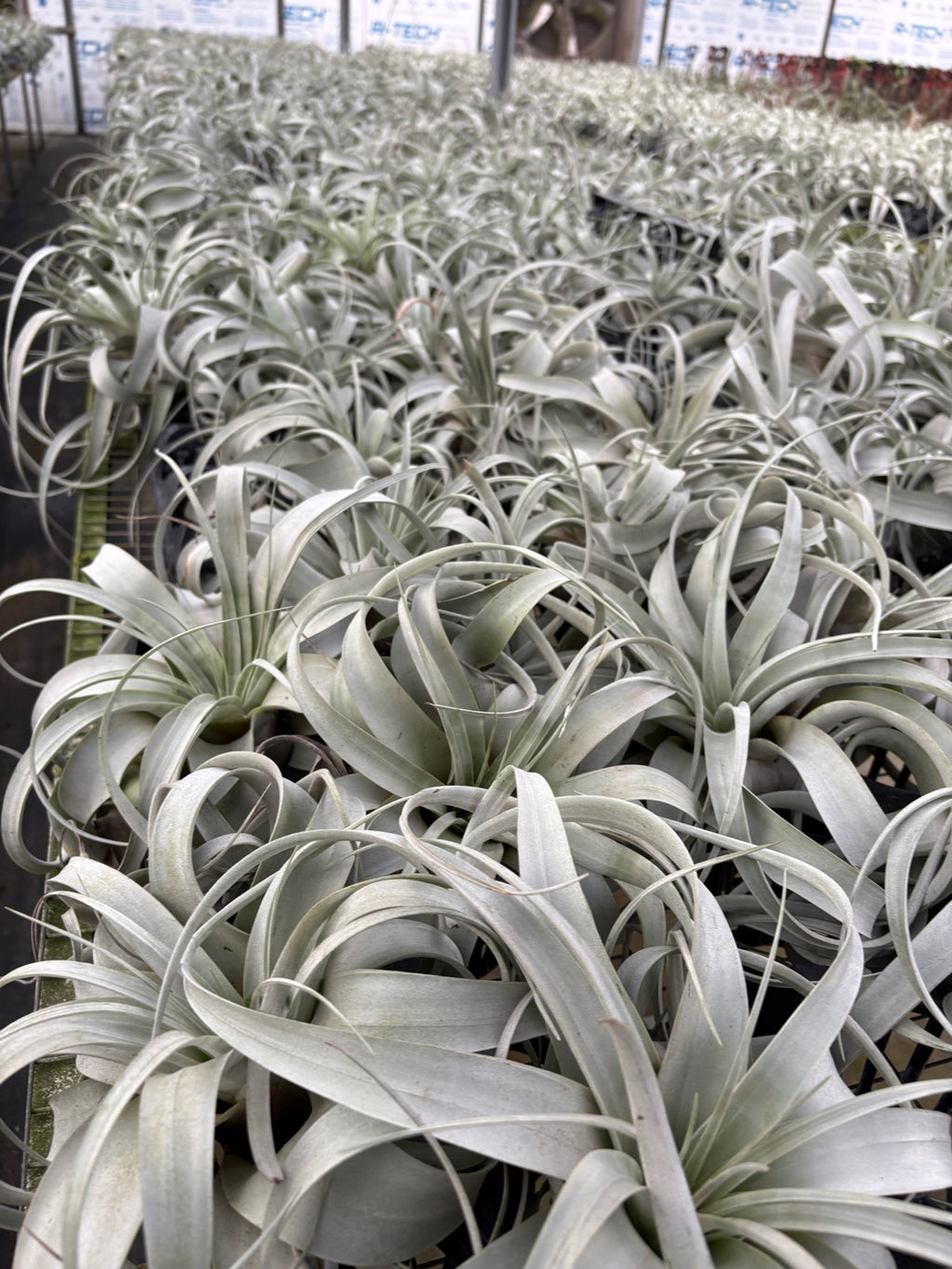 Airplant Tillandsia Xerographica