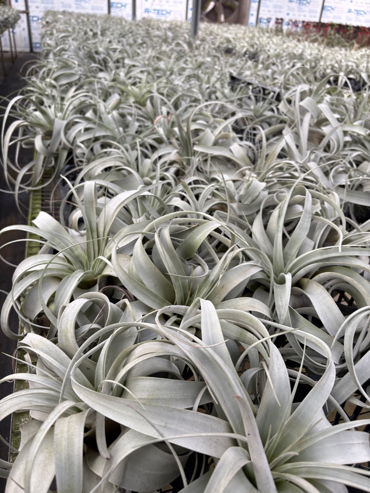 Airplant Tillandsia Xerographica