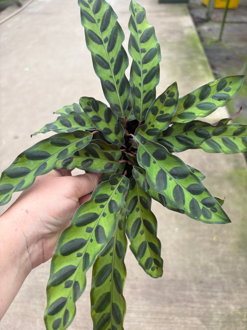 Rattlesnake Calathea aka Lancifolia