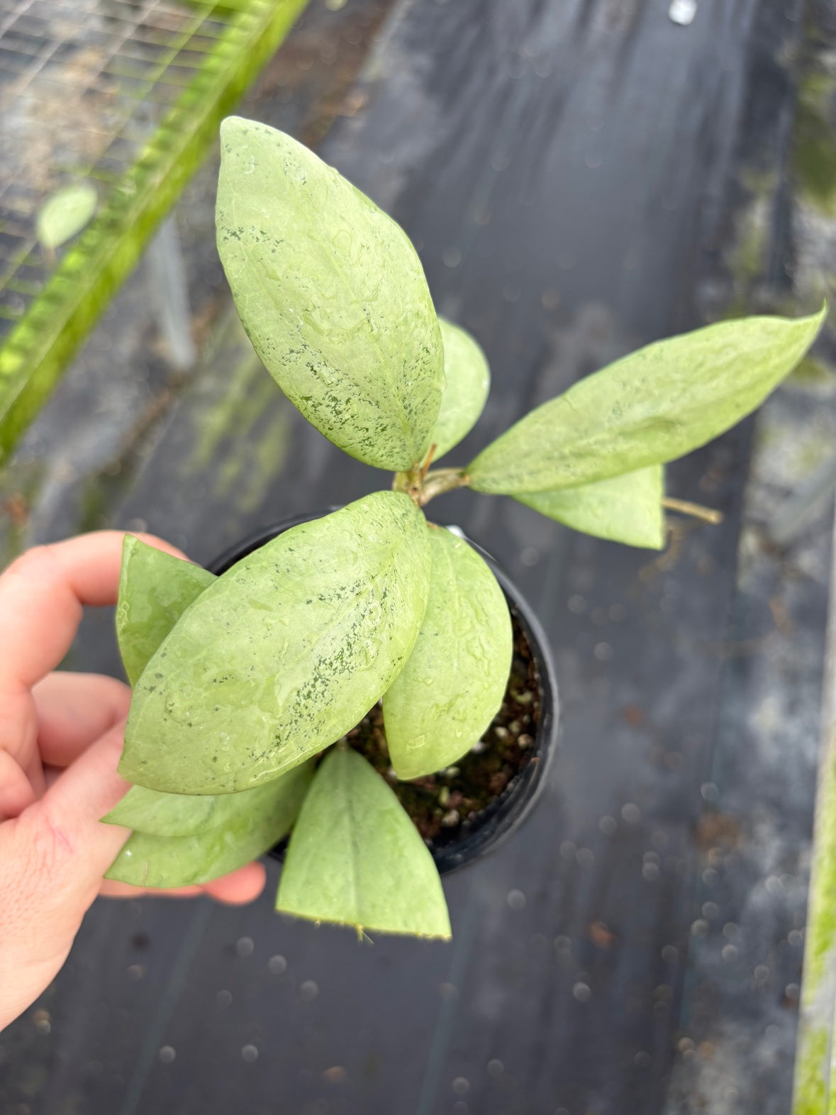 Hoya Erythrostemma Silver