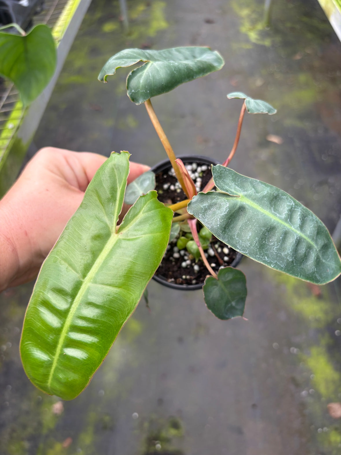 Philodendron Billietiae
