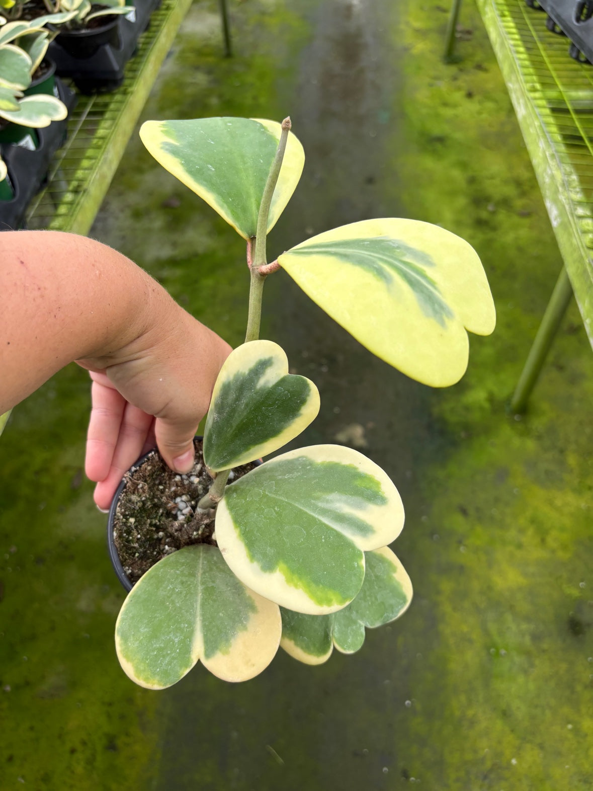 Outer Variegated Hoya Kerri Heart