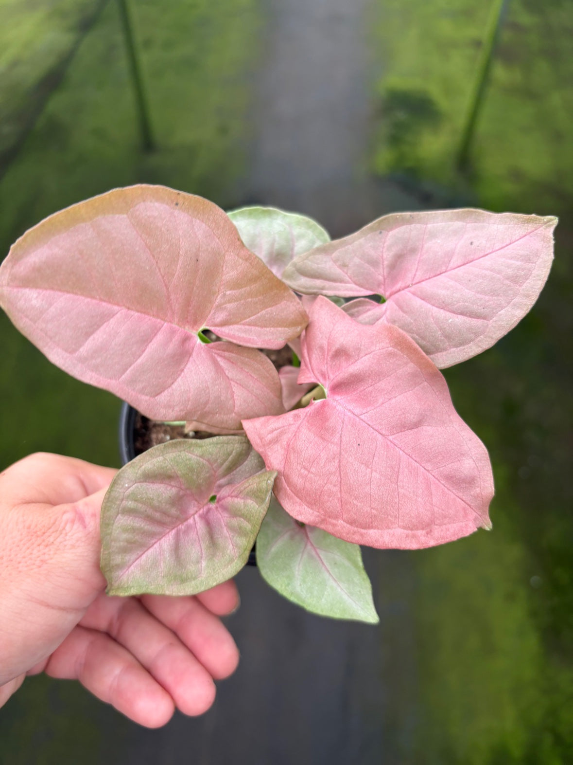 Syngonium Neon