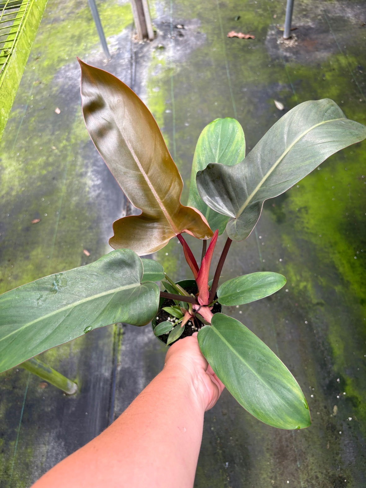 Florida Bronze Philodendron
