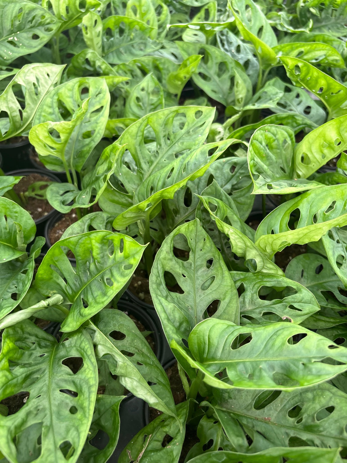 Monstera Adansonii Swiss Cheese Wide Leaf