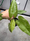 Alocasia Mint Lava Mosaic Frydek