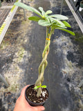 Braided Desert Rose