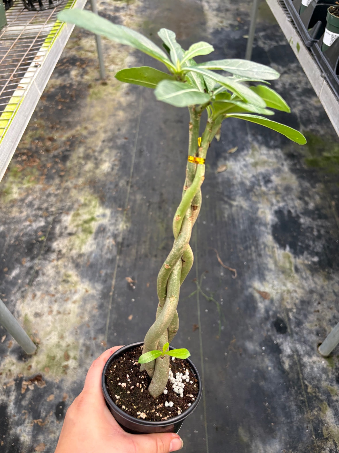Braided Desert Rose