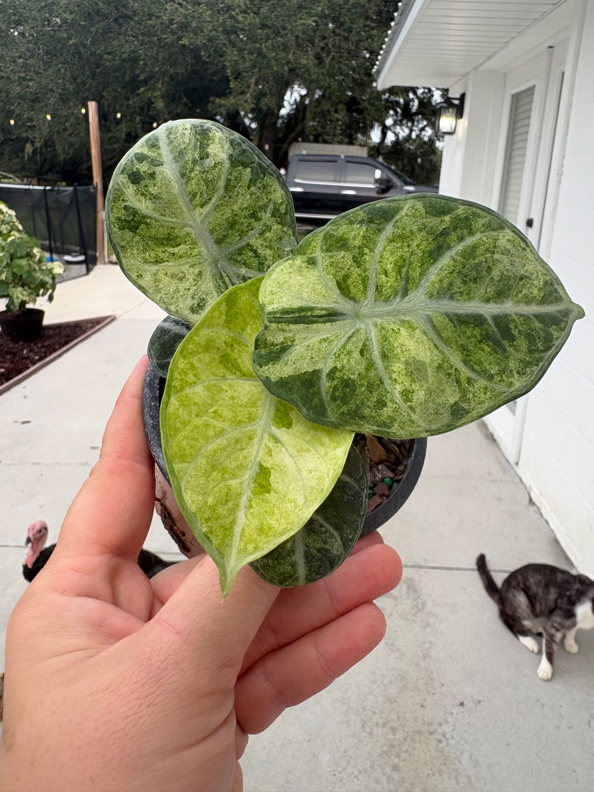 Ninja Tricolor Alocasia