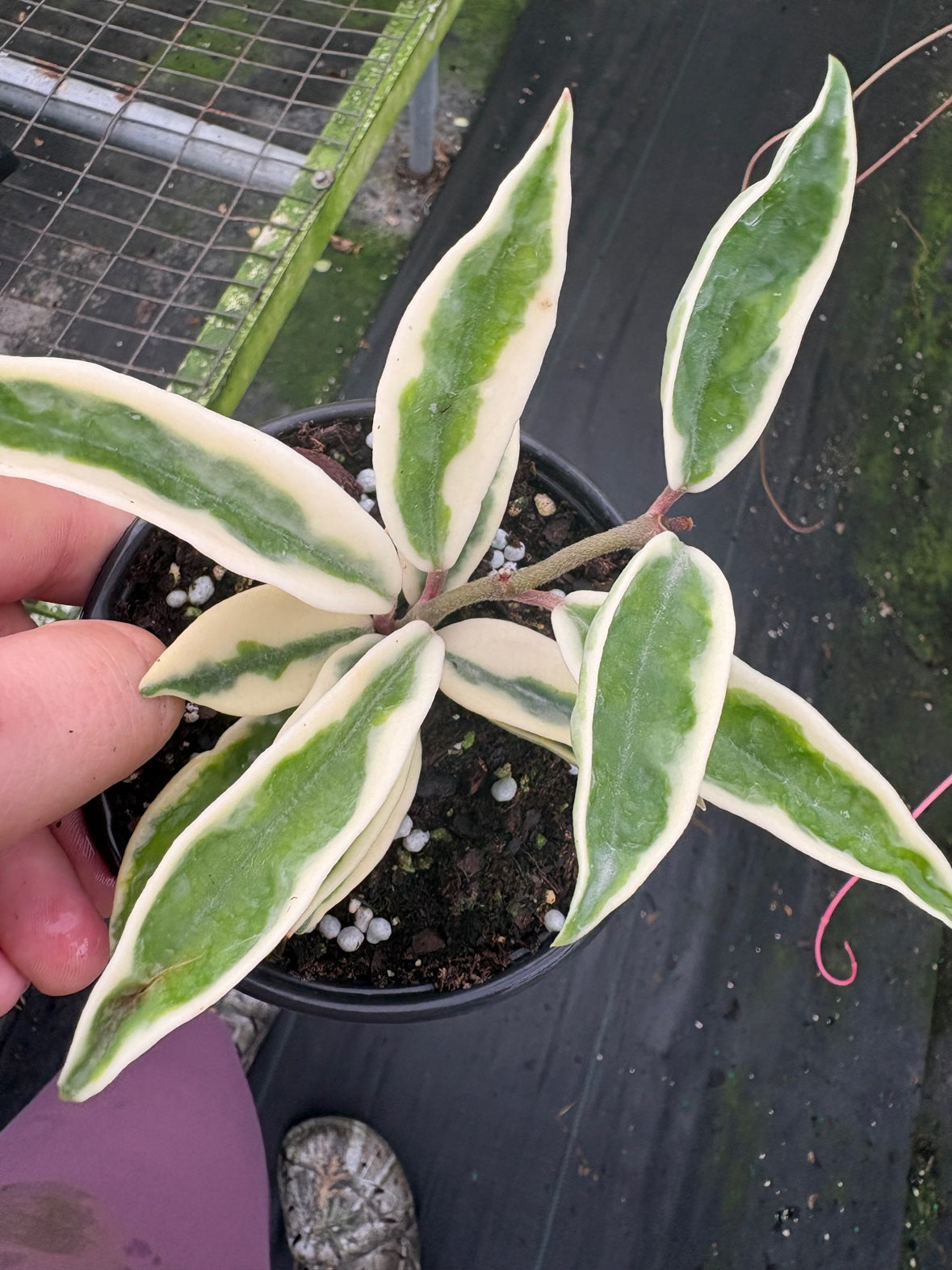 Hoya Krinkle 8 Albo Marginata