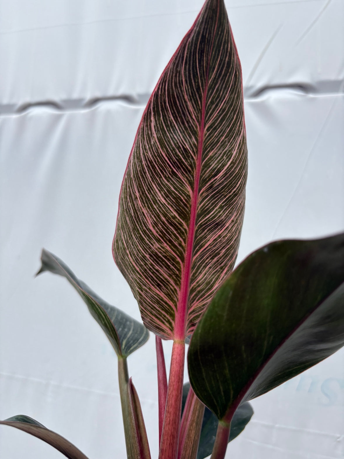 Philodendron Pink Birkin