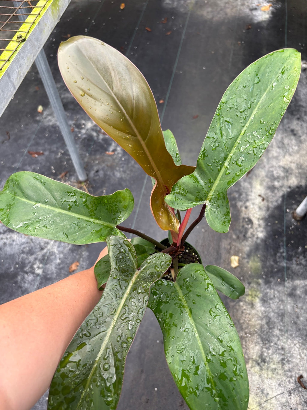 Florida Bronze Philodendron