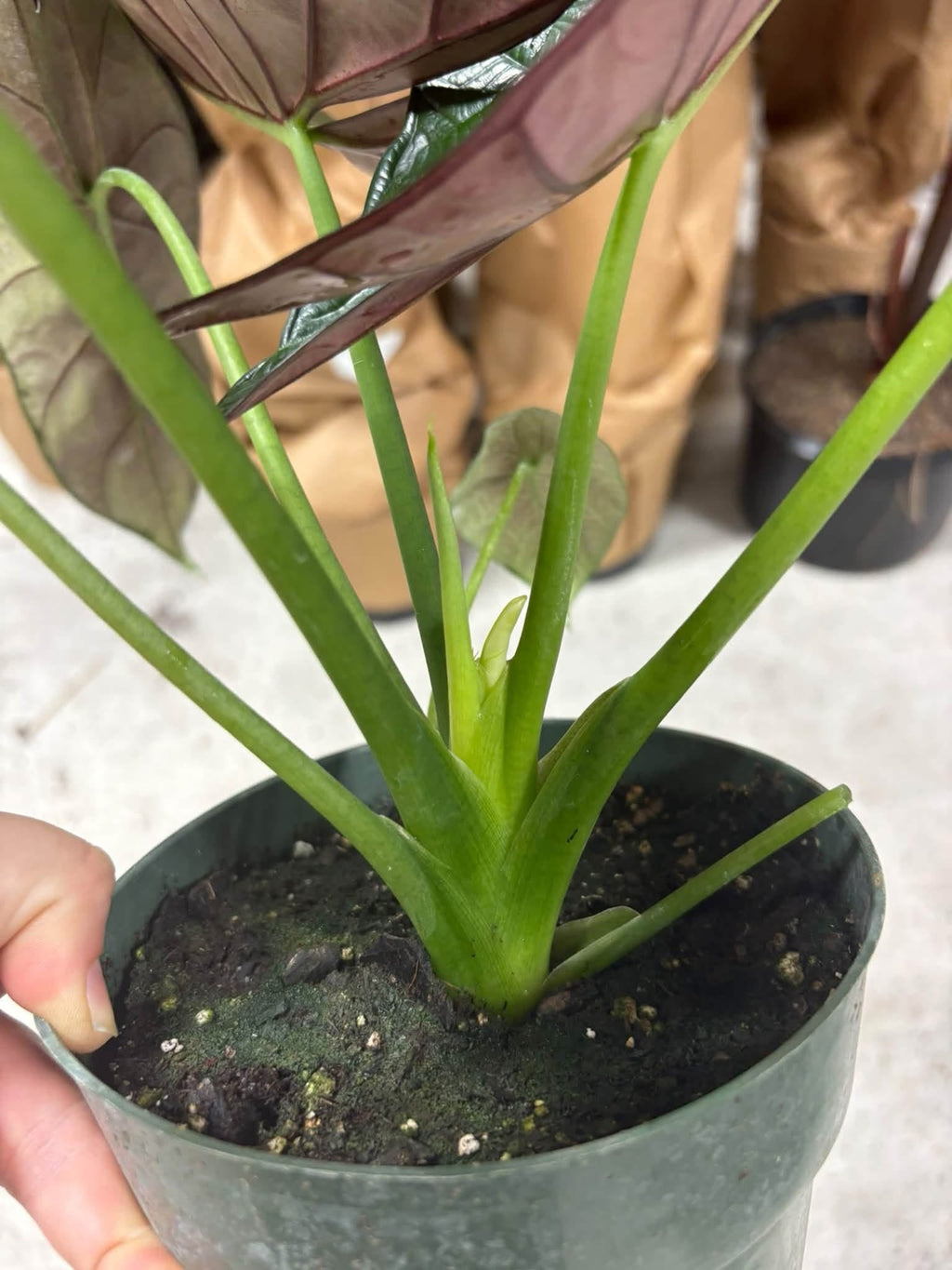 Alocasia Dragon Wing (Dragon Scale crossed with Scalprum)