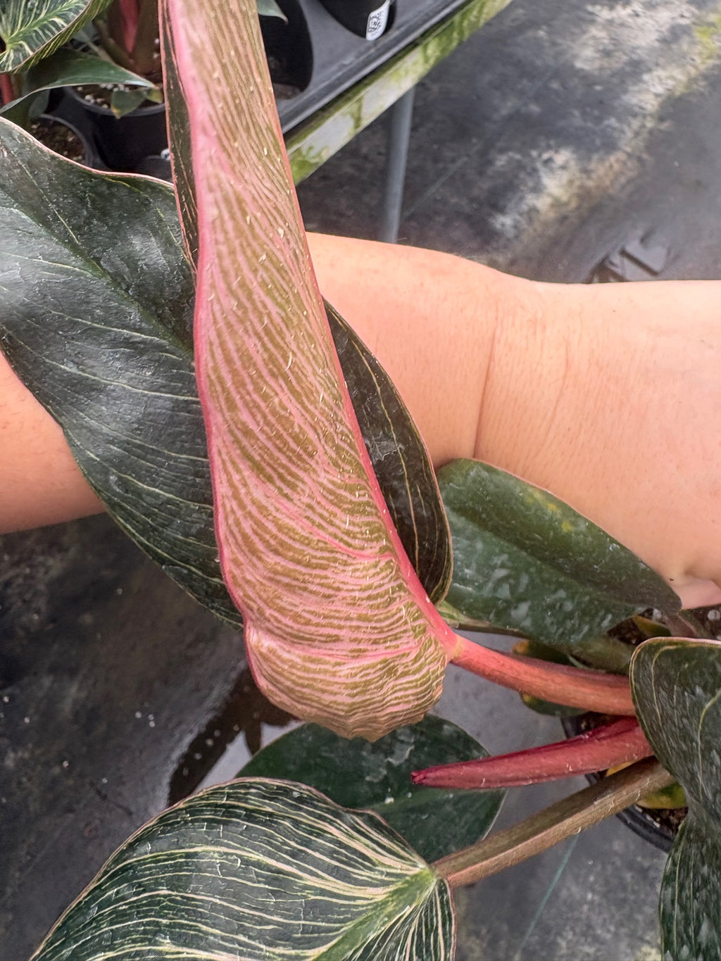 Philodendron Pink Birkin